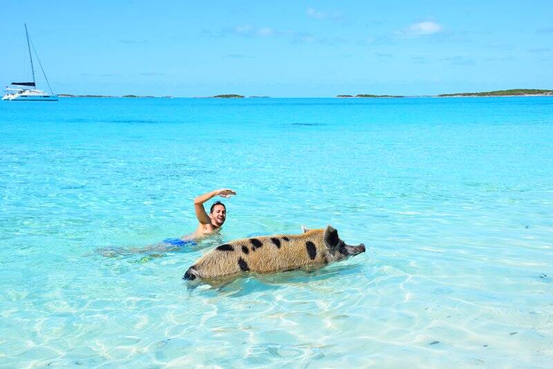 Na Pig Beach o turista pode nadar com porcos gigantes  . Foto: Divulgação