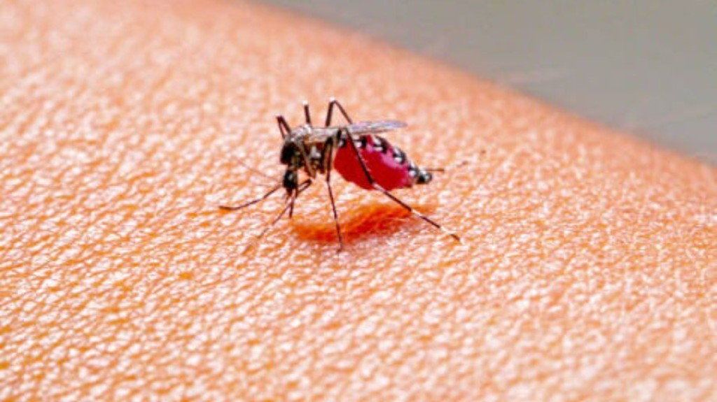 Chikungunya avança pelo Brasil e marca ano epidêmico no Nordeste