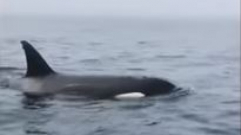 VÍDEO: baleias orcas são flagradas no litoral de São Paulo
