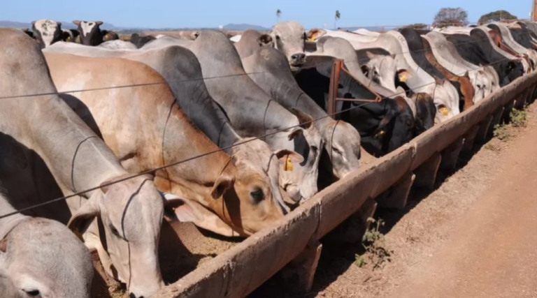 Mato Grosso lidera confinamento bovino com 428 milhões de animais