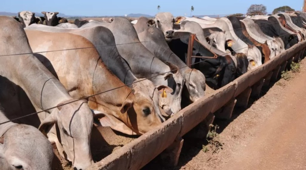 Mato Grosso lidera confinamento bovino com 428 milhões de animais