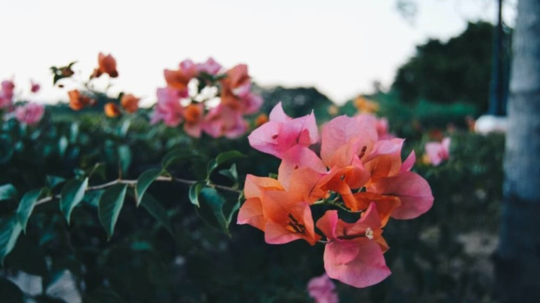 Simone Kobayashi Chakras na Primavera: aprenda a ativar os seus de acordo com a estação