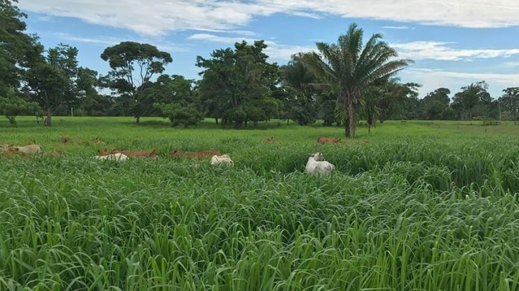 Sistema de semeadura a lanço recupera pastagens degradas no Acre