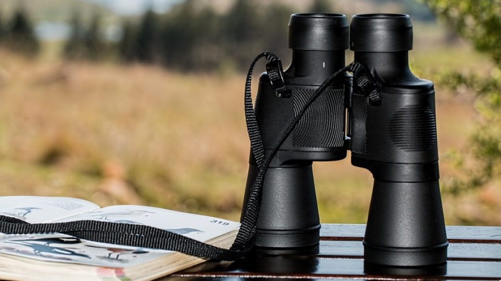 Observar aves na natureza traz benefícios para a saúde; veja onde encontrá-las