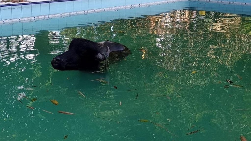 Vídeo: Búfalo de 500 kg cai em piscina de sítio em Manaus Vídeo: Búfalo de 500 kg cai em piscina de sítio em Manaus