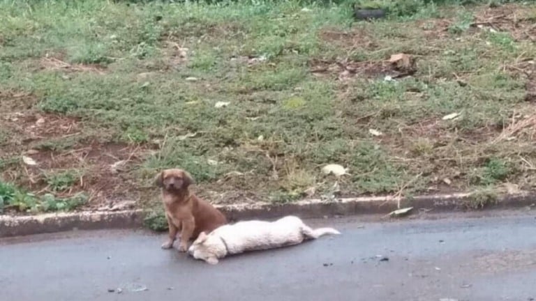 Cão fica ao lado do corpo de animal atropelado por mais de 24 horas