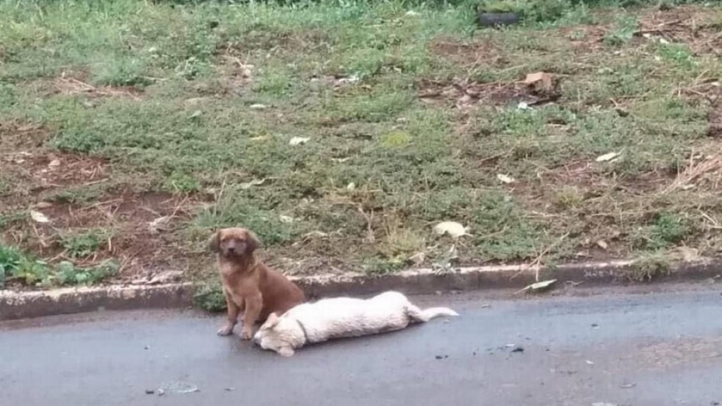 Cão fica ao lado do corpo de animal atropelado por mais de 24 horas