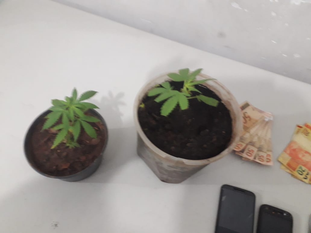 Polícia apreende vasos com maconha e prende suspeito por tráfico em Garça