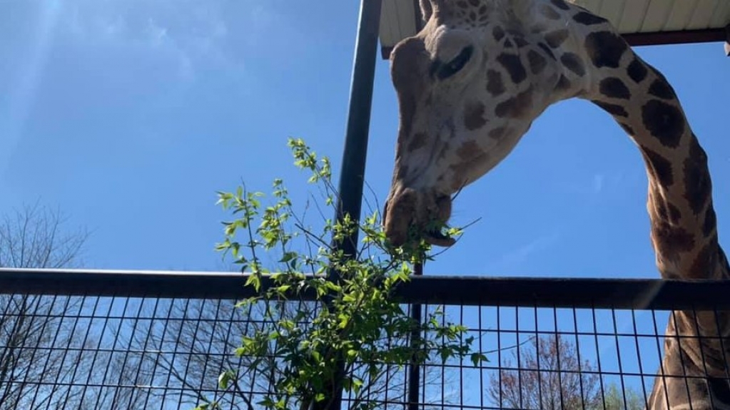 Animais de zoológico na Califórnia recebem vacinas contra a Covid-19 Animais de zoológico na Califórnia recebem vacinas contra a Covid-19