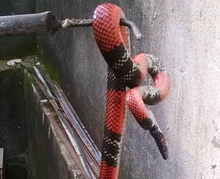 Pesquisador pede fotos e vídeos de serpentes para livro e guia de trilhas em Marília