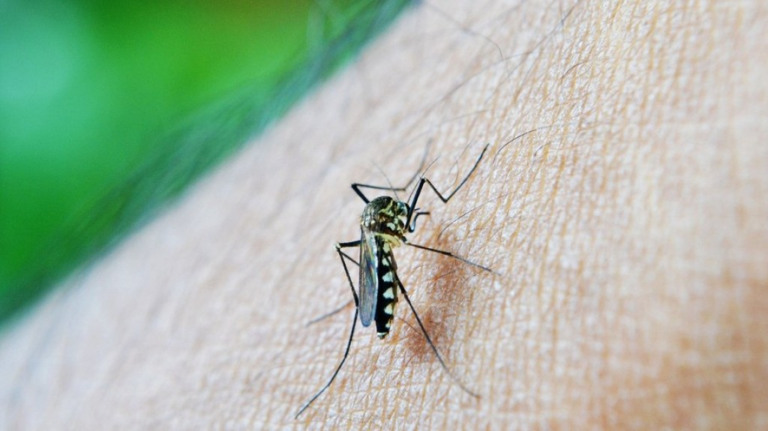 Qdenga: Anvisa aprova nova vacina contra a dengue