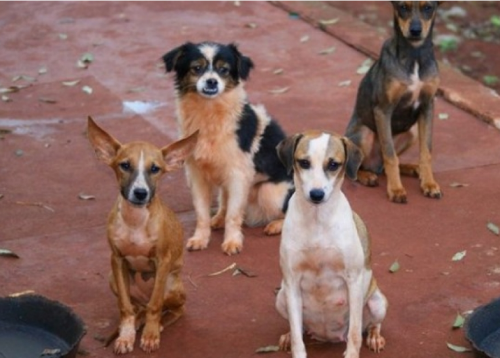 Marília deve contratar empresa para recolher e abrigar animais de rua