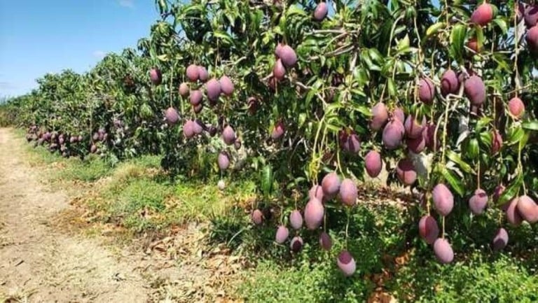 Governo de Goiás prorroga seleção de produtores para projeto de Fruticultura