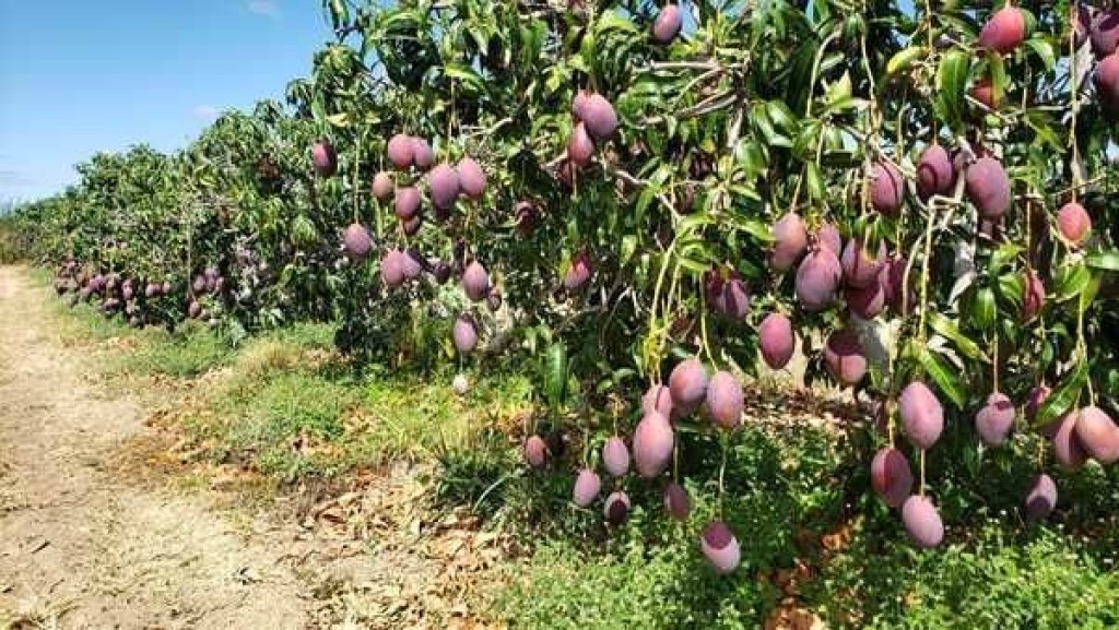 Governo de Goiás prorroga seleção de produtores para projeto de Fruticultura