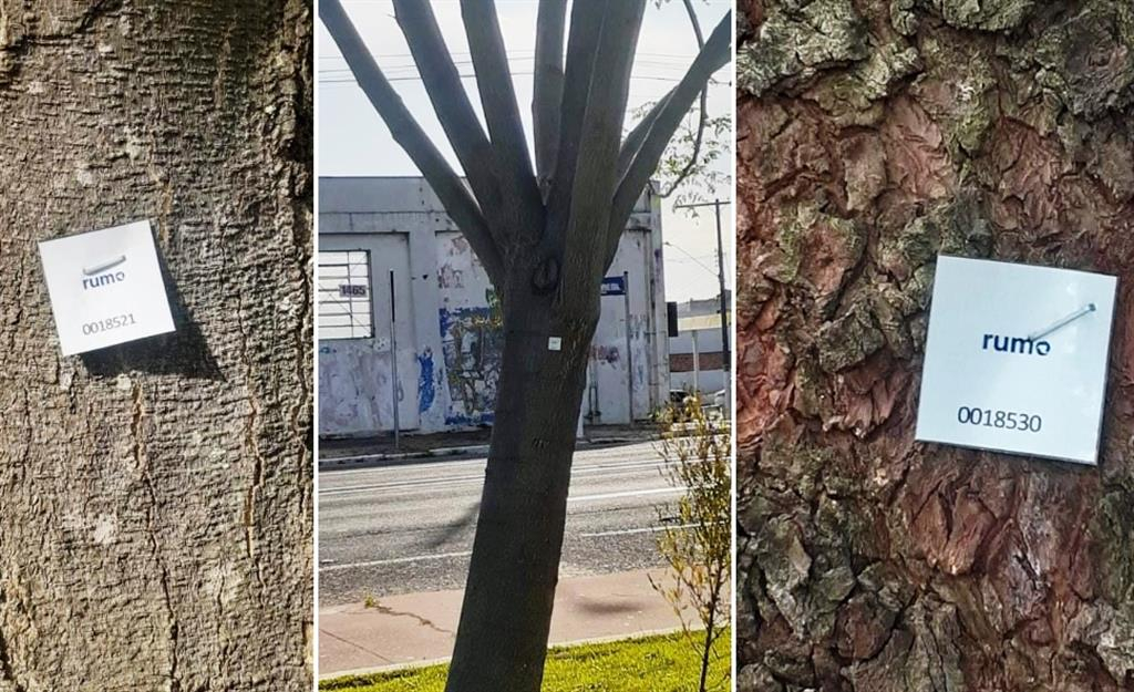 Rumo faz 'inventário florestal' em ferrovia e pode haver corte de árvores