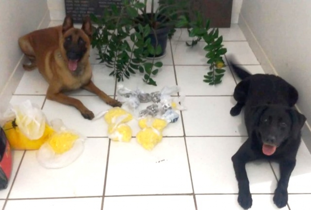Cães ajudam e Dise prende homem com 700 porções de drogas em MarÃlia Cães ajudam e Dise prende homem com 700 porções de drogas em MarÃlia