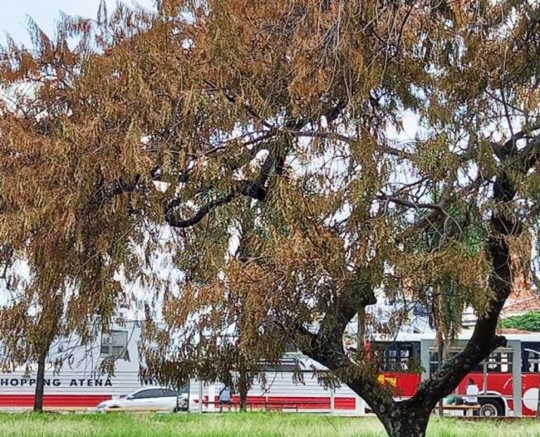 Moradores denunciam envenenamento de árvores no centro de Marília