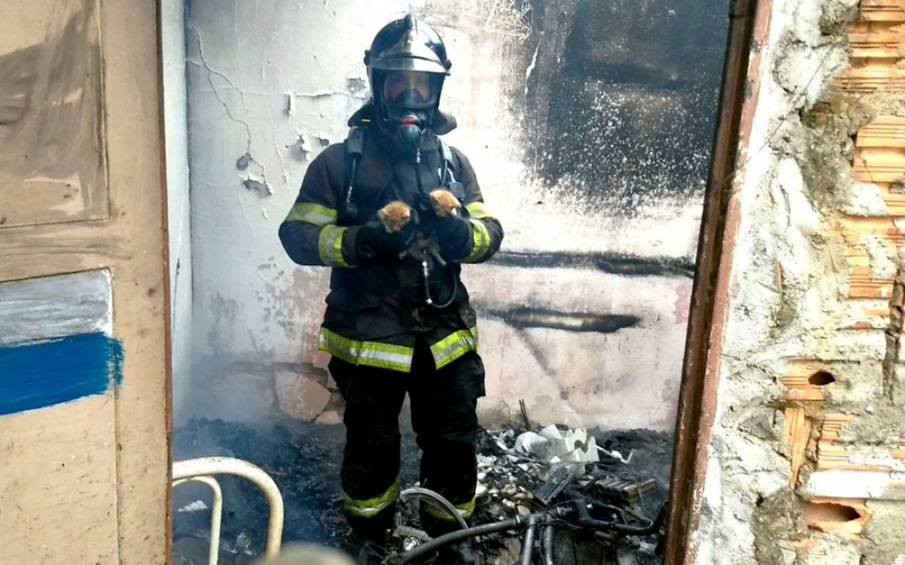 Bombeiros resgatam filhotes de gatos durante combate a incêndio