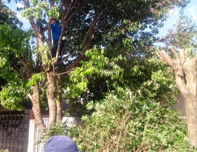 Secretaria anuncia programa 'intenso' de podas em árvores de Marília