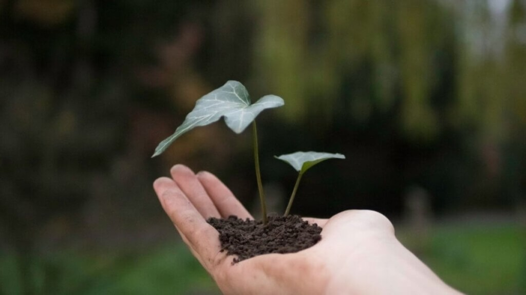 Personare Aproveite a Primavera para atrair prosperidade – veja 5 dicas