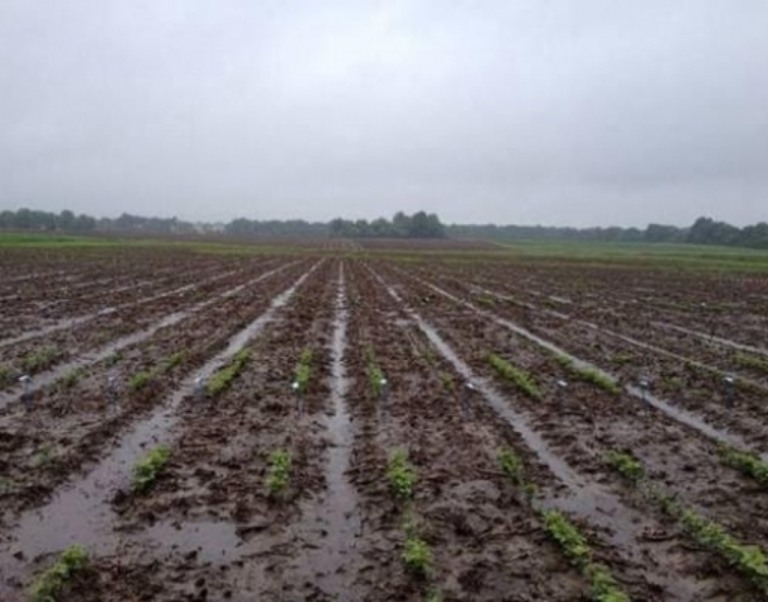 Por excesso de chuva, Santa Catarina também prorroga plantio da soja
