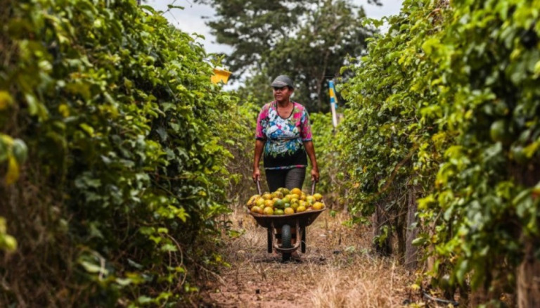 Municípios têm até 31 de dezembro para a adesão ao Sistema Integrado da Agricultura Familiar