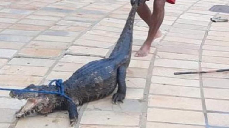 Vídeo: jacaré é retirado da piscina de um clube em Caldas Novas (GO)
