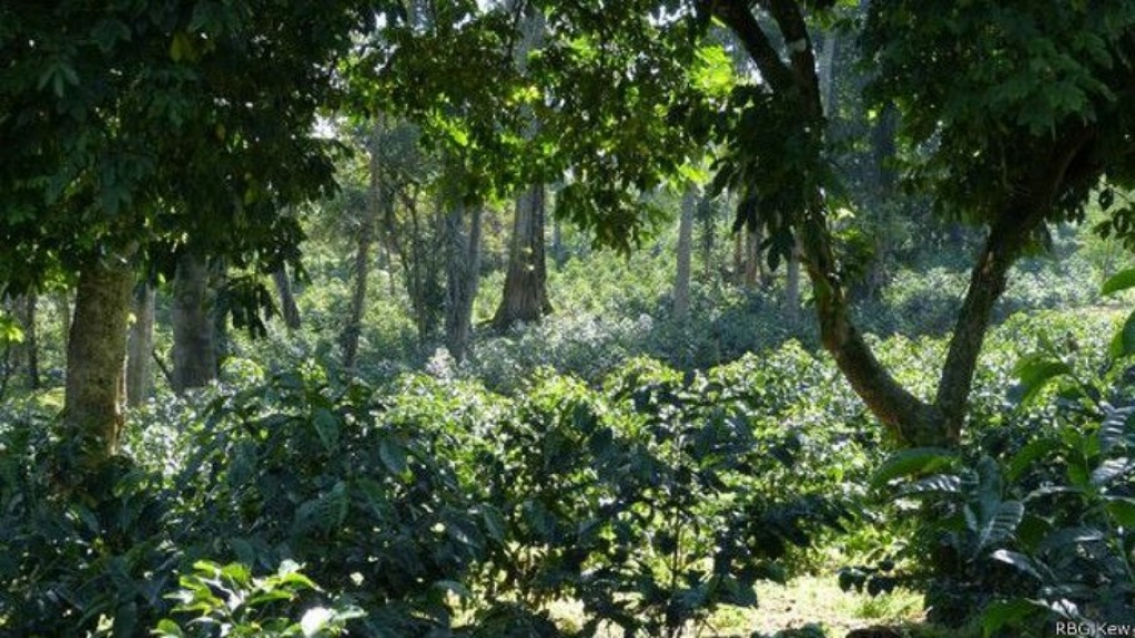 Enquanto agronegócio demite, Amazônia Legal contrata