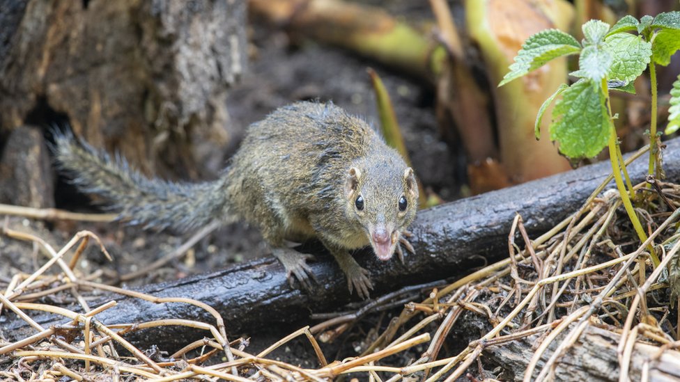Musaranho em tronco de árvore olha em direção à câmera