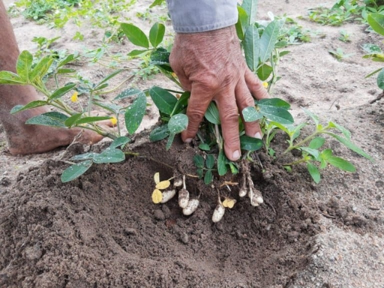 Brasil registra um crescimento de 10,41% na área plantada de amendoim