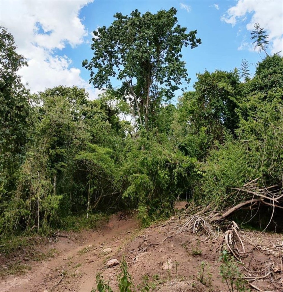 Fazenda em Lupércio leva multa de R$ 34,5 mil por destruir vegetação
