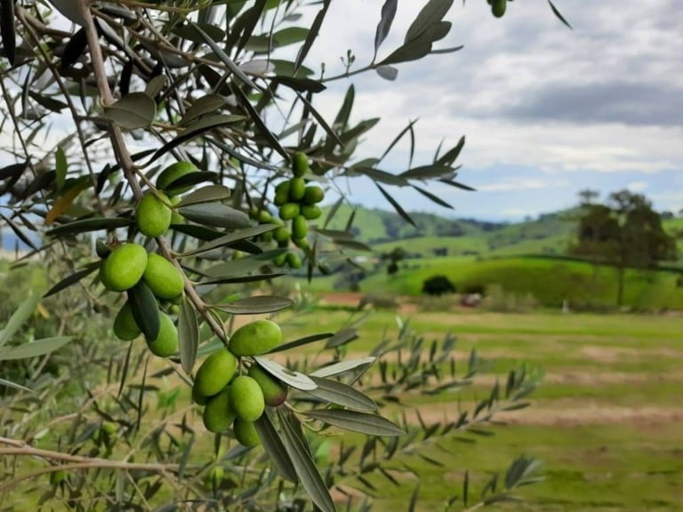 Epamig quer aumentar a produção de azeite na serra da Mantiqueira