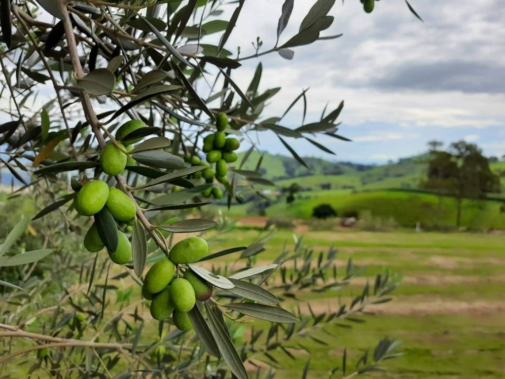 Epamig quer aumentar a produção de azeite na serra da Mantiqueira