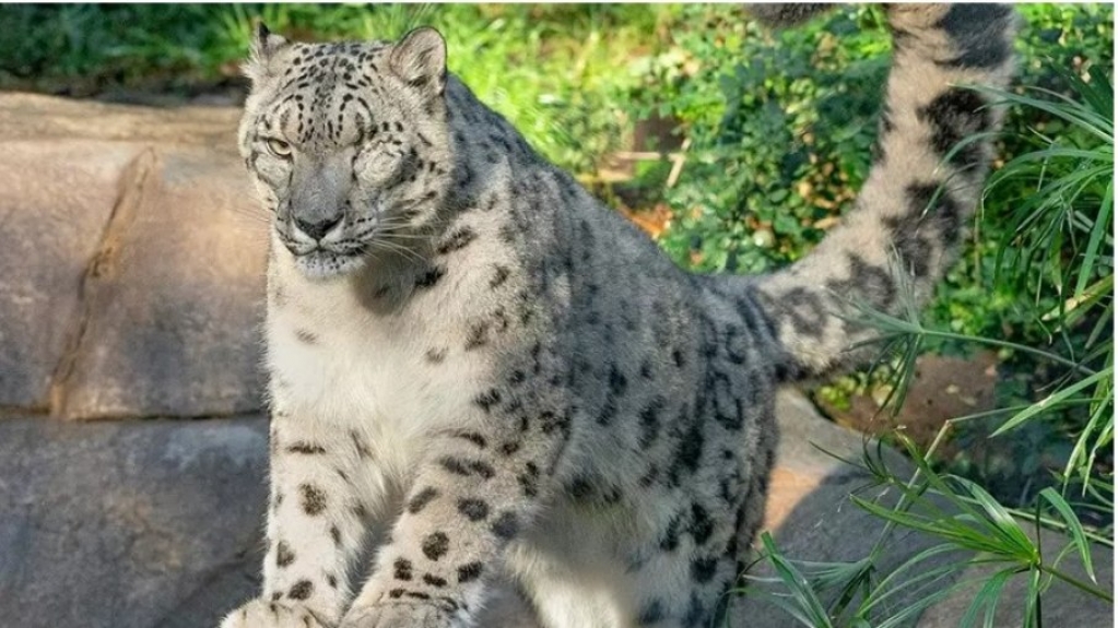 Leopardo testa positivo para Covid-19 após apresentar tosse e secreção nasal