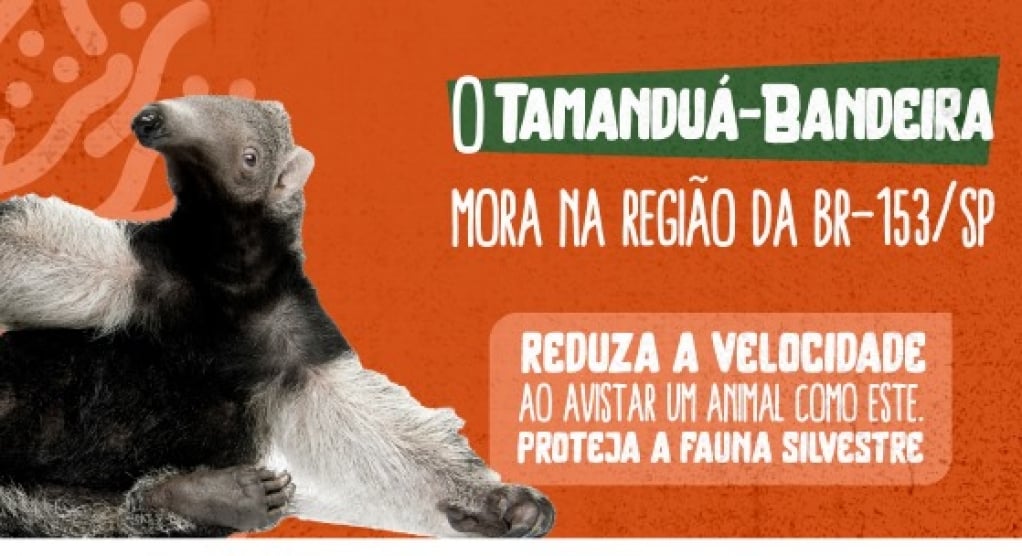 Campanha orienta motoristas e previne acidentes com animais na rodovia BR-153