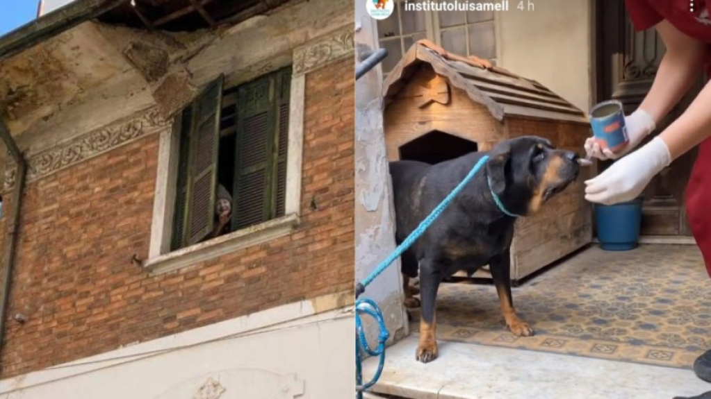 Luisa Mell resgata cães deixados por "mulher da casa abandonada"