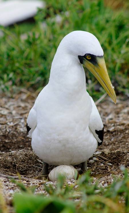 Parque Nacional Marinho dos Abrolhos, Bahia. Foto: Tatiana Azeviche / Setur Bahia / Divulgação