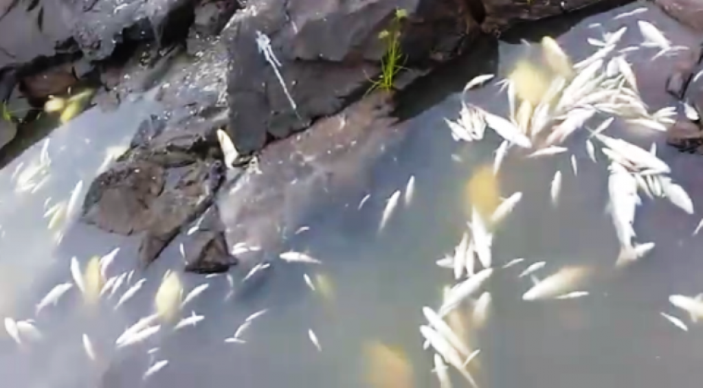 Morte de peixes em barragem de Salto Grande preocupa moradores; asssita