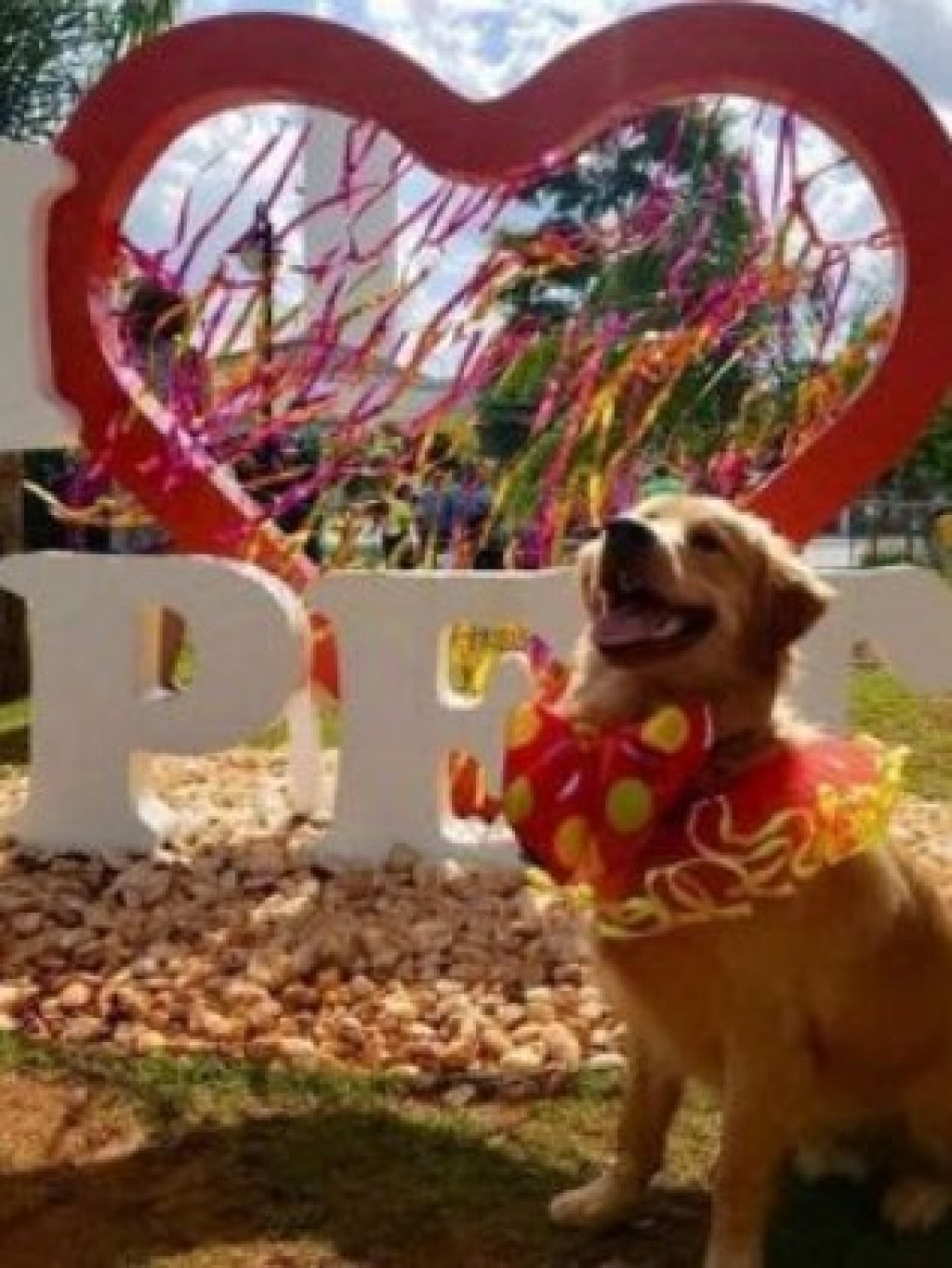 Final de semana terá bloquinho de carnaval pet em São Paulo