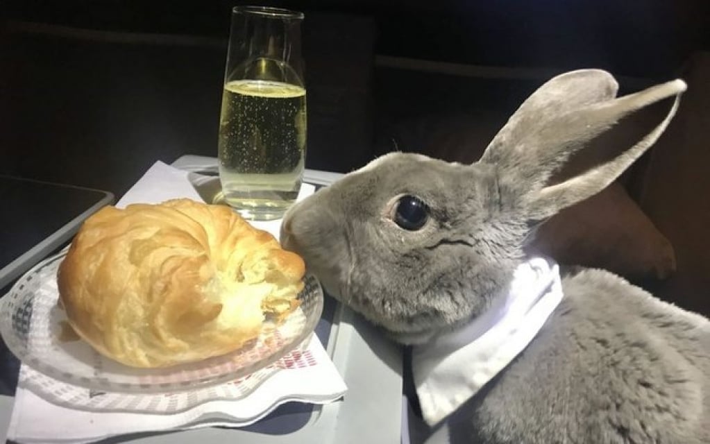 Coelha rouba a cena durante viagem de avião; veja fotos