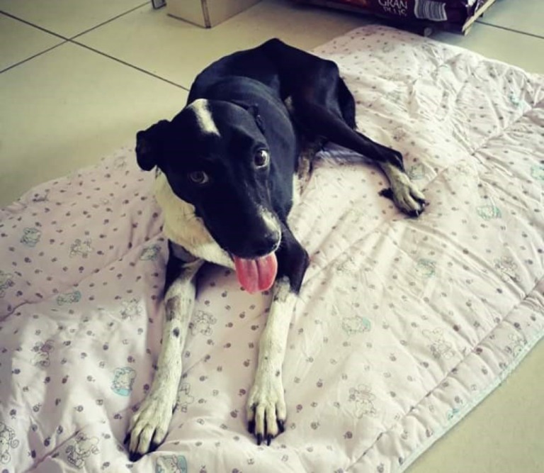 Cachorra Sasha morre nove dias após ser internada em Marília