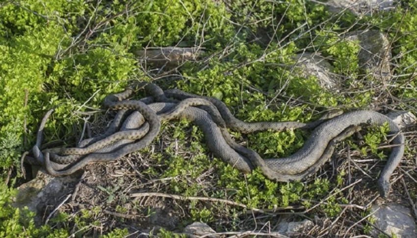 O motivo é a quantidade impressionante de cobras. Queimada Grande é a segunda ilha com maior densidade populacional de cobras no planeta. Três mil cobras numa área de 430 mil m². Ou seja, 143 cobras a cada mil m². É como se houvesse 1.430 cobras a cada campo de futebol.  