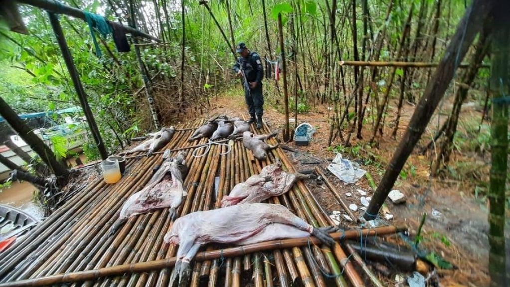 Operação policial apreende 2,5 toneladas de carne de capivara no Pará