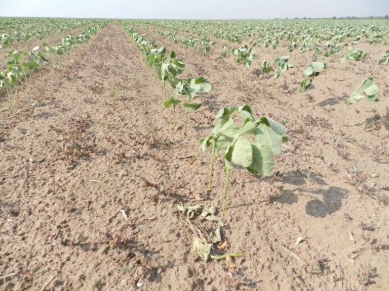 Lavouras de Mato Grosso podem ter prejuízos acima dos 20% estimados pela Aprosoja