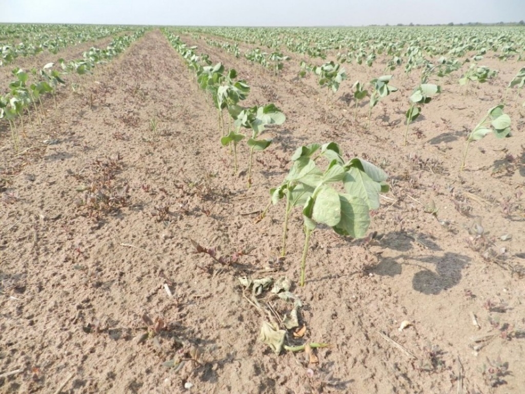 Lavouras de Mato Grosso podem ter prejuízos acima dos 20% estimados pela Aprosoja