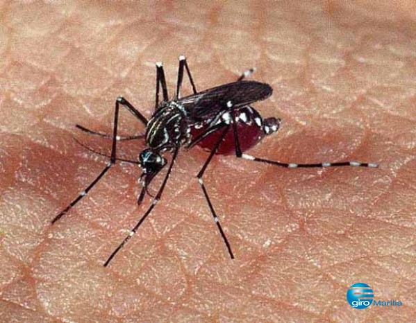 Acim distribui alerta sobre risco de epidemia de dengue