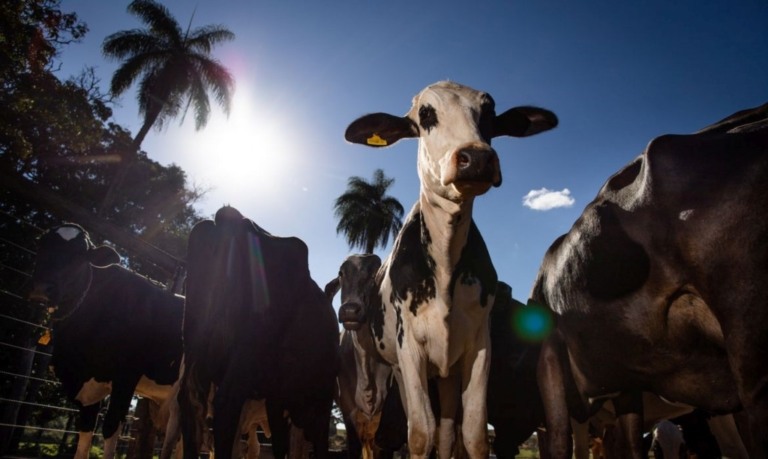 Protocolo Carne Carbono Neutro reduz as emissões de metano em até 15%