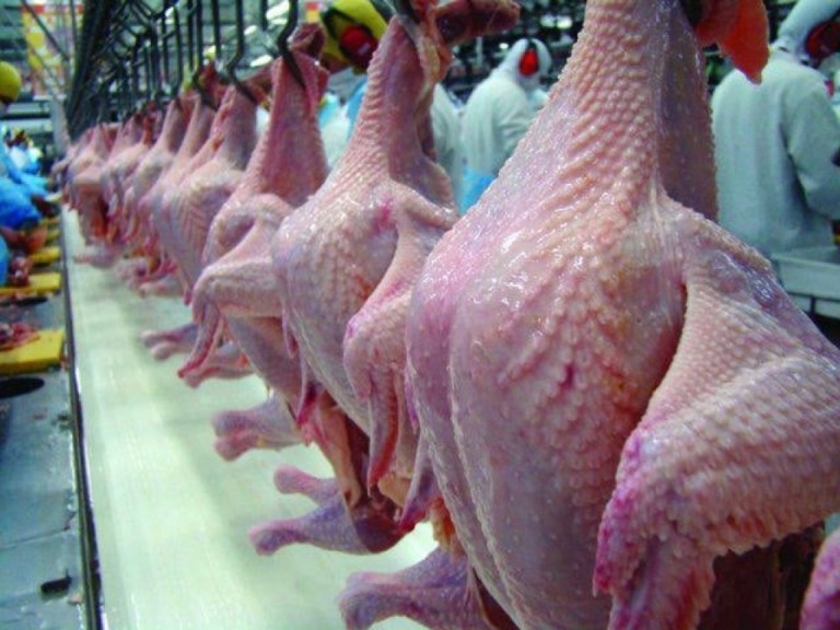 Exportações de carne de peru chegaram perto de R$ 1 bilhão em 2023
