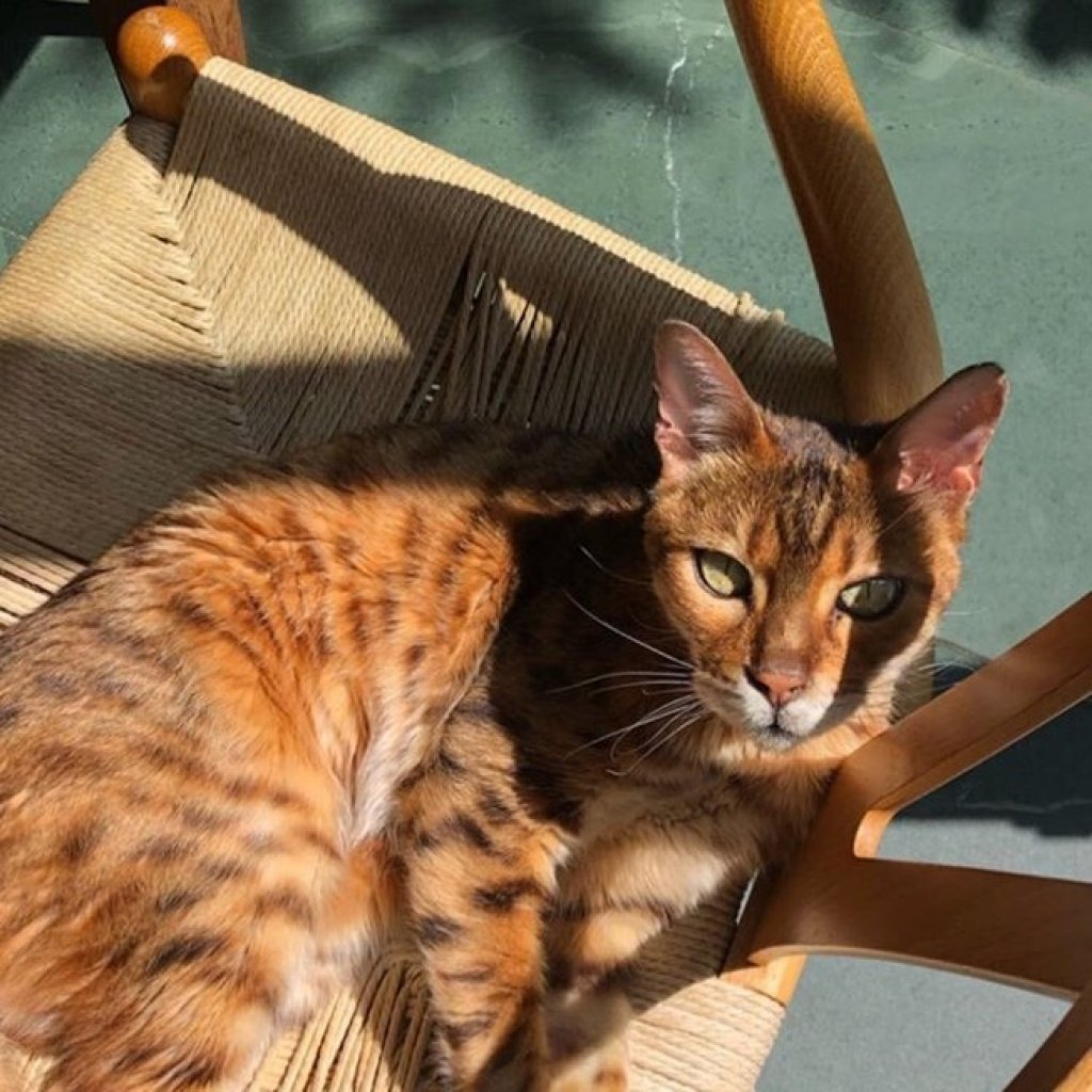 Dona fica em choque ao ver gato esperto usando vaso sanitário e grava vídeo