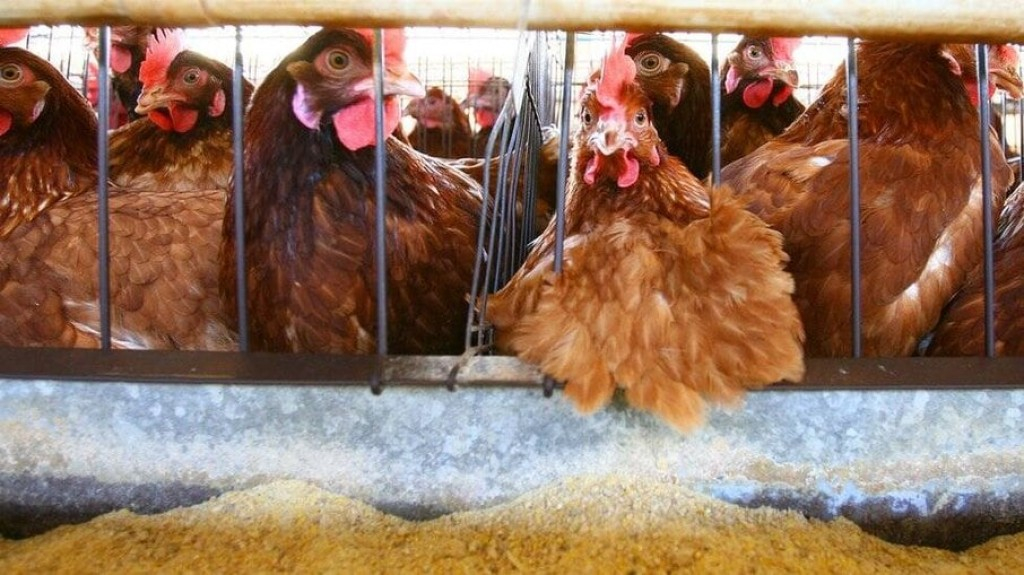 Equador declara emergência sanitária devido a surto de gripe aviária Equador declara emergência sanitária devido a surto de gripe aviária